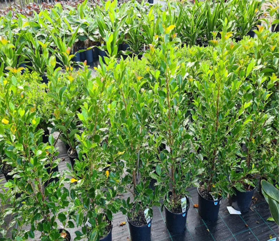 Fig Flash 3ft Standards (Ficus microcarpa) - Ladybird Nursery
