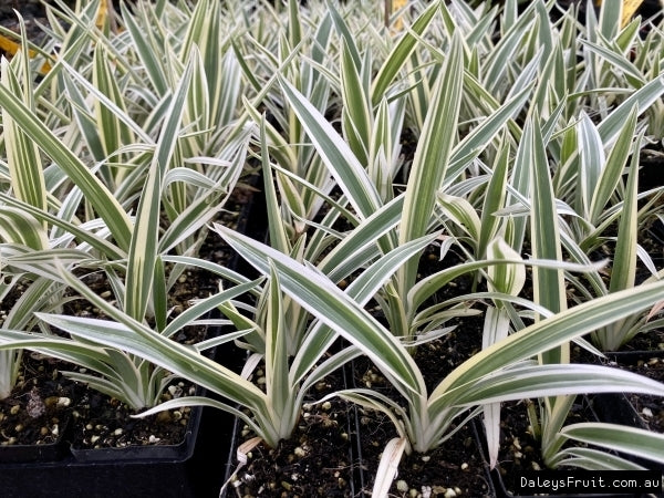 Flax Lily STREAK™ Tissue Culture (Dianella SILVER)