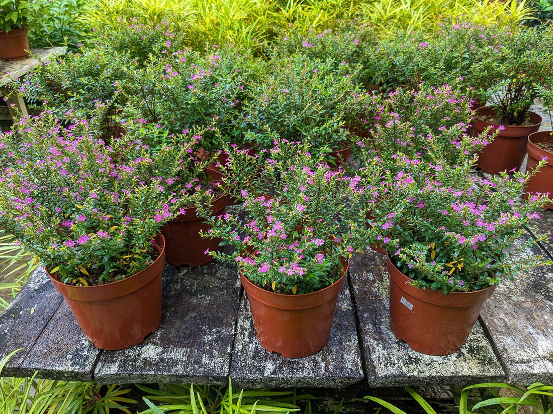 False Heather (Cuphea hyssopifolia) - Ladybird Nursery