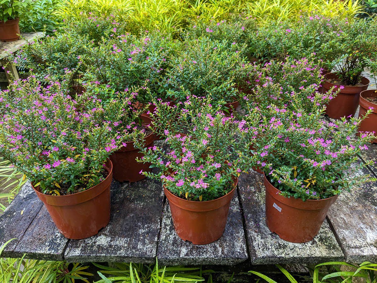False Heather (Cuphea hyssopifolia) - Ladybird Nursery