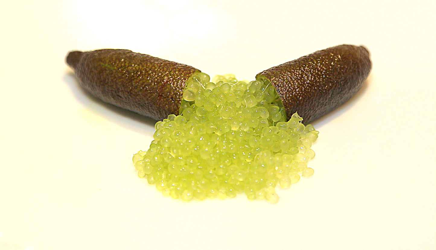 Finger lime Crystal (QLD only)