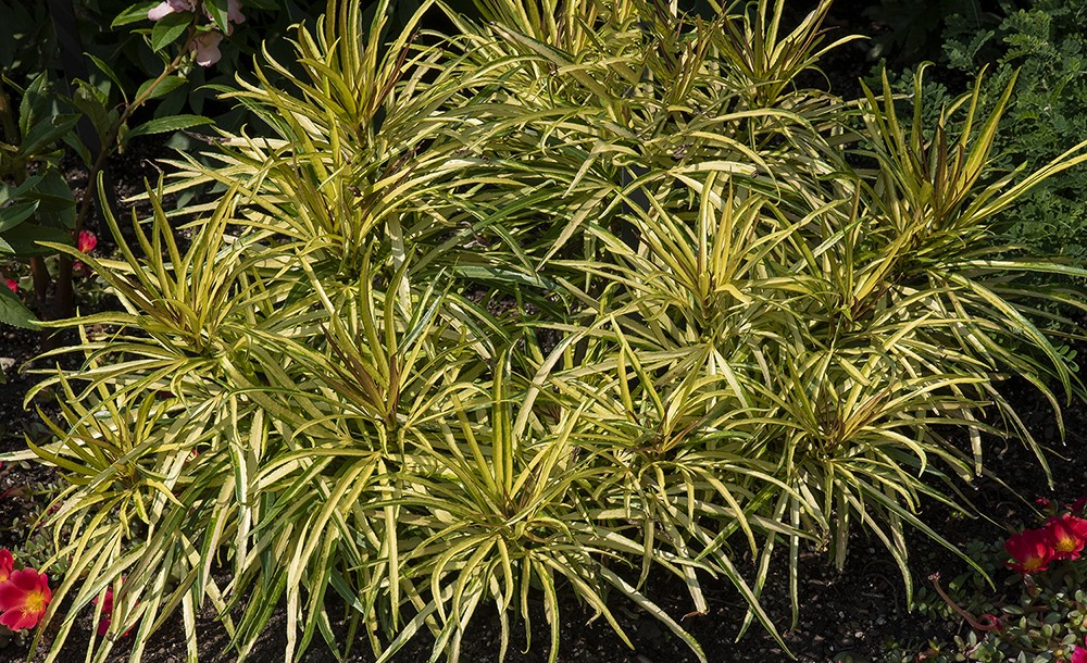 Fingers Tree Gold (Osmoxylon lineare)