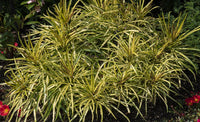 Fingers Tree Gold (Osmoxylon lineare)