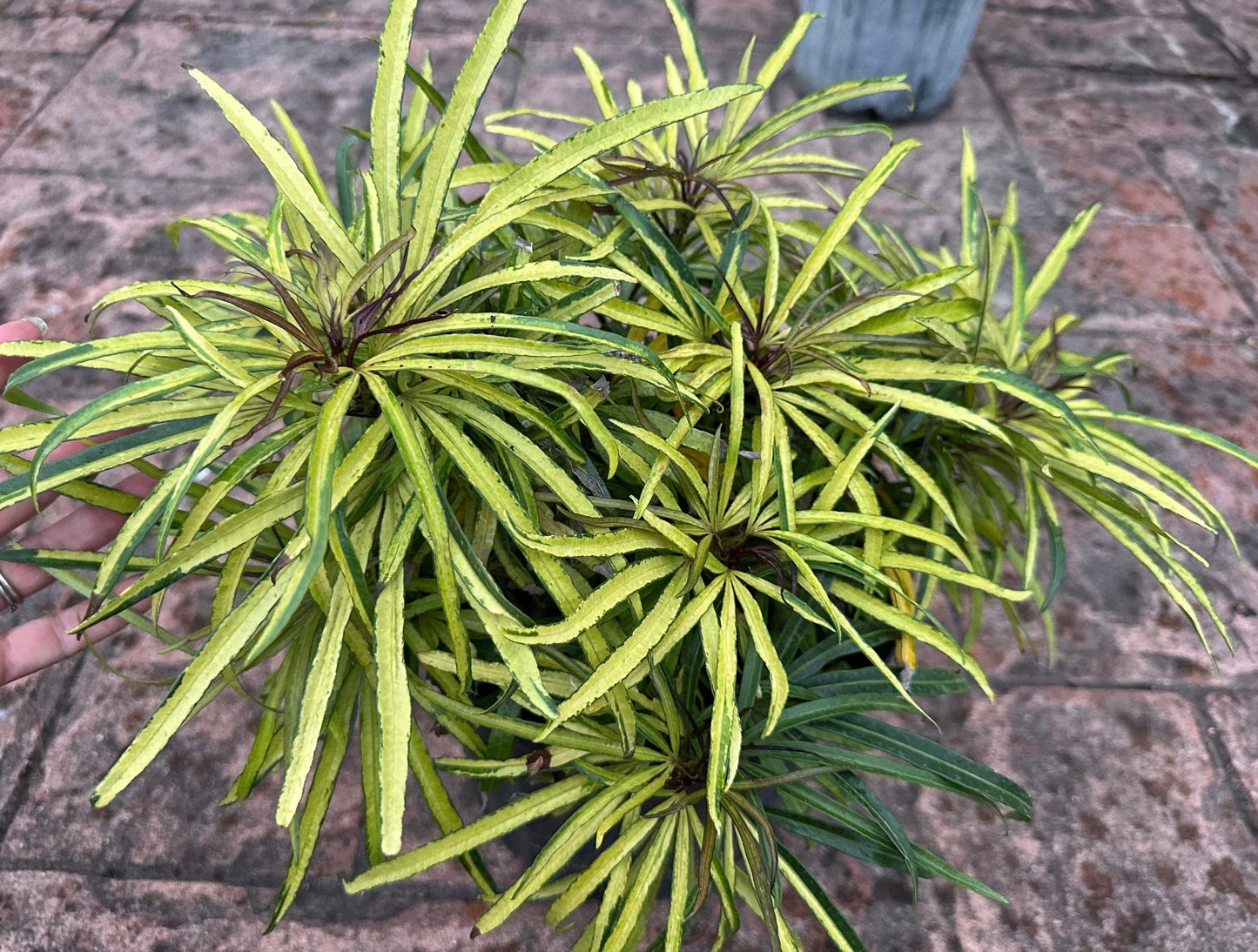 Fingers Tree Green Form (Osmoxylon lineare)