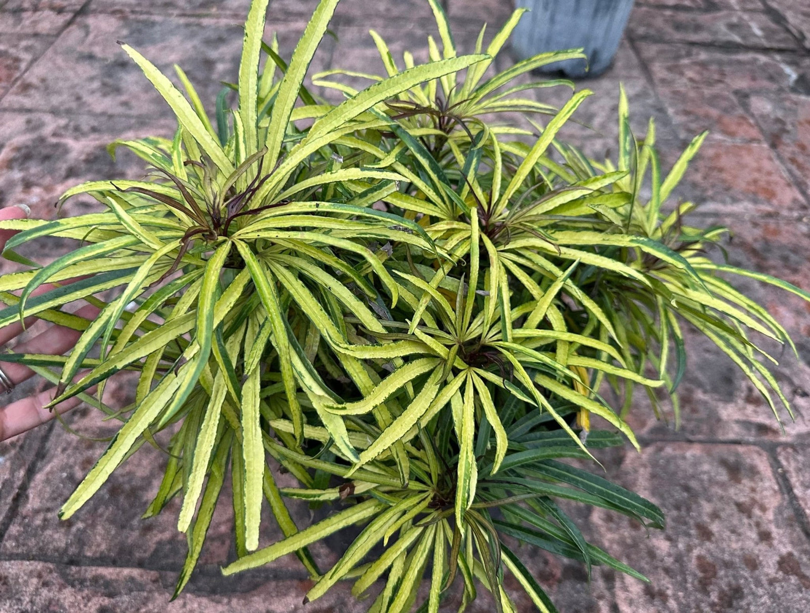 Fingers Tree Green Form (Osmoxylon lineare) - Ladybird Nursery