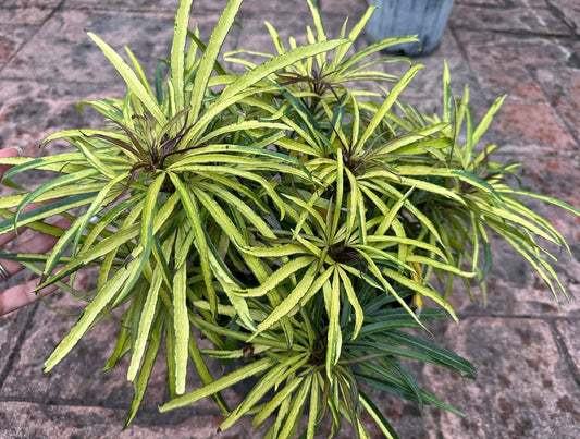 Fingers Tree Green Form (Osmoxylon lineare)