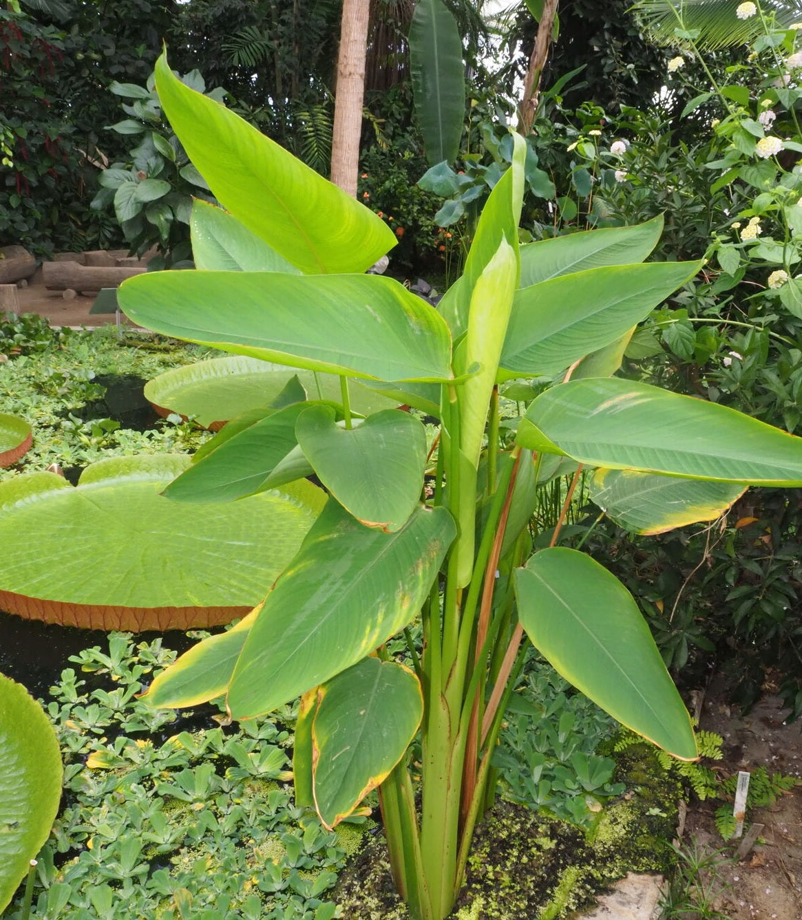 Fire Flag (Thalia geniculata)