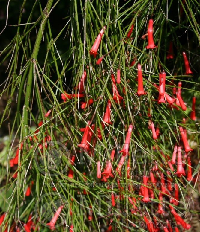 Firecracker Plant Cream (Russelia equisetiformis)