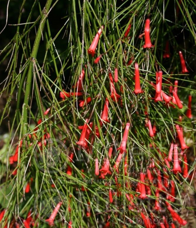 Firecracker Plant Cream (Russelia equisetiformis) - Ladybird Nursery