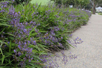 Flax Lily Stream™ (Dianella Blue)