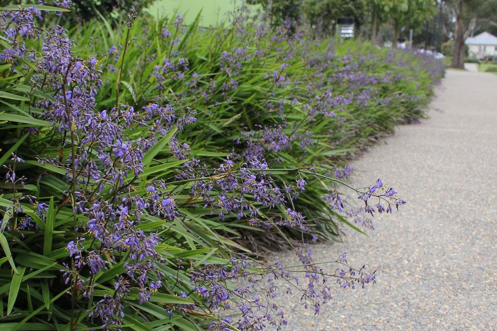 Flax Lily Stream™ (Dianella Blue) - Ladybird Nursery