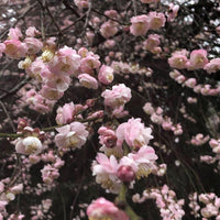 Flowering Apricot Bush Form Pink (Prunus mume)