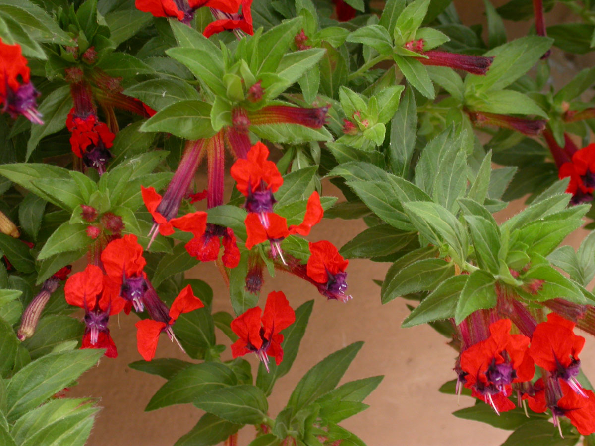 Firecracker Plant purpurea (Cuphea x)