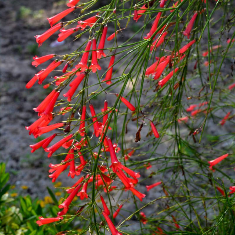 Firecracker Plant Red (Russelia equisetiformis) - Ladybird Nursery