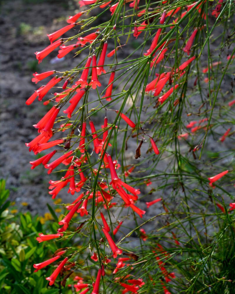 Firecracker Plant Red (Russelia equisetiformis) - Ladybird Nursery