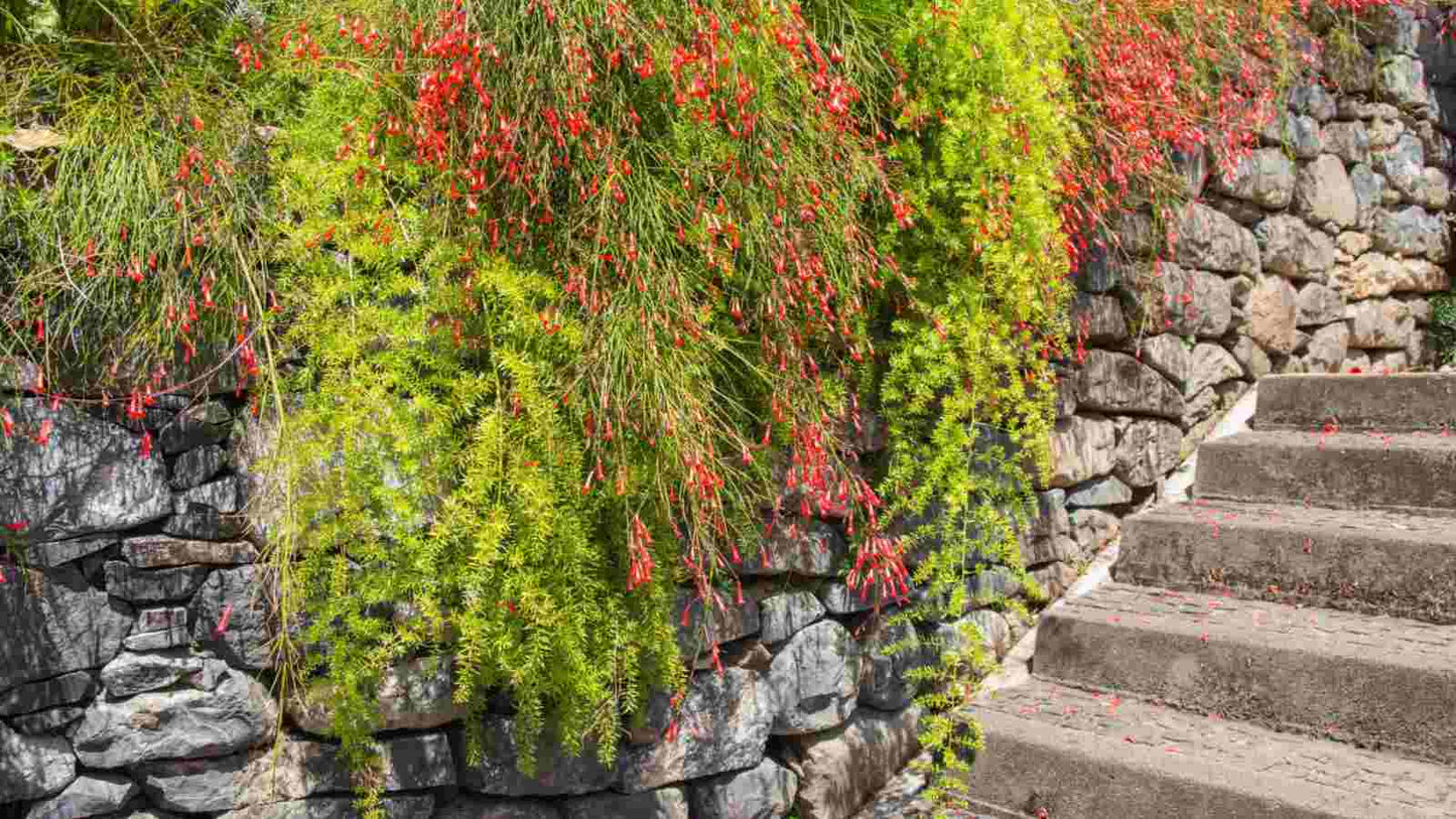 Firecracker Plant Ruby Falls (Russelia equisetiformis)