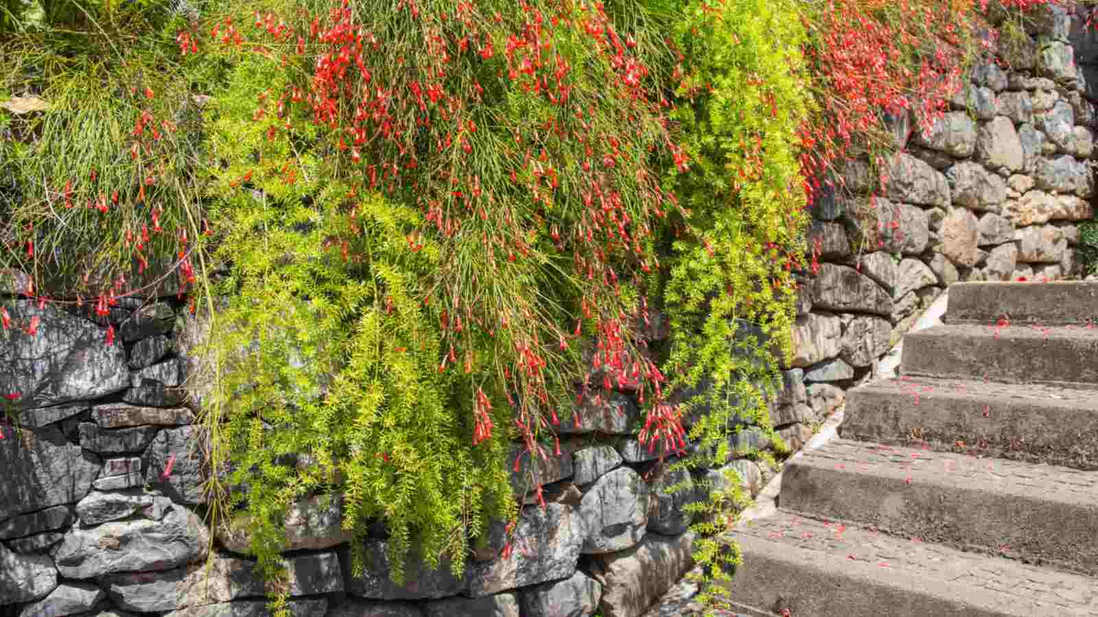 Firecracker Plant Ruby Falls (Russelia equisetiformis)