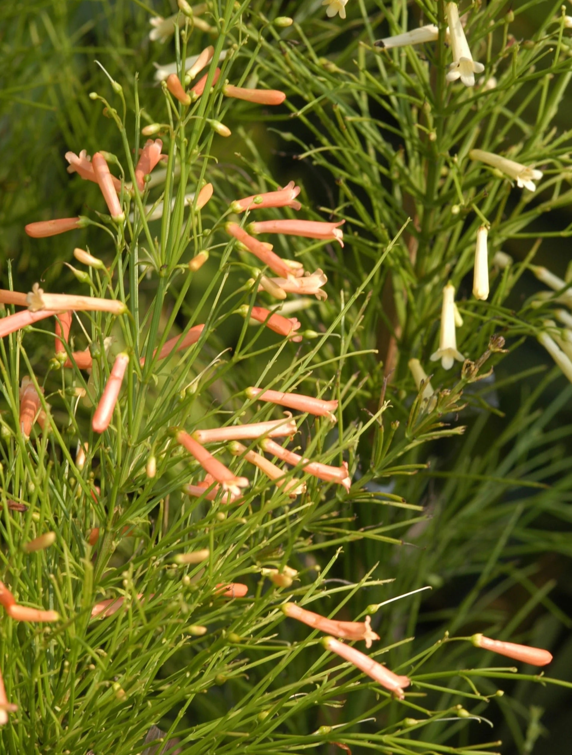 Firecracker Plant Tangerine Falls (Russelia equisetiformis)