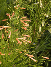 Firecracker Plant Tangerine Falls (Russelia equisetiformis)