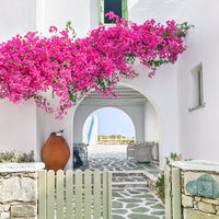 Firefly Bougainvillea (Bougainvillea Bambino™)