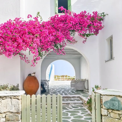 Firefly Bougainvillea (Bougainvillea Bambino™) - Medium