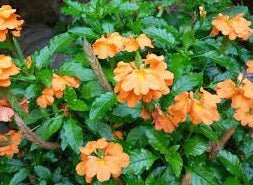 Fireglow (Crossandra infundibuliformis) - Ladybird Nursery