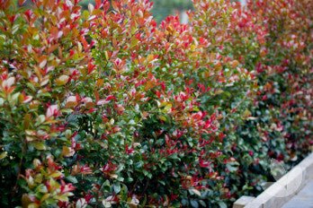 Firescreen (Syzygium smithii) - Ladybird Nursery