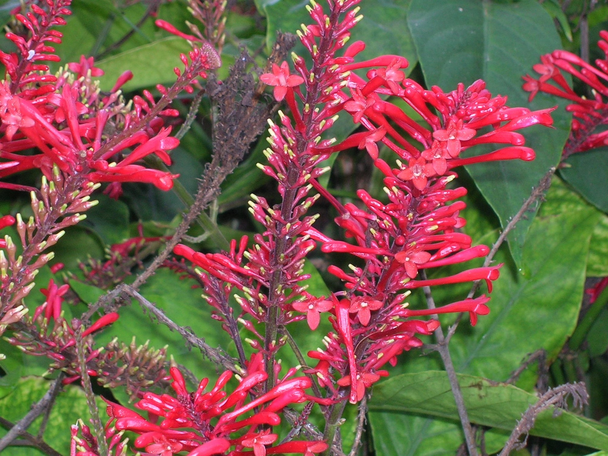 Firespike Multi planted (Odontonema strictum) - Ladybird Nursery