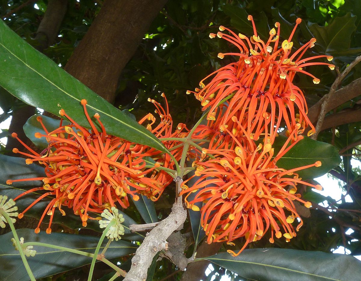 Firewheel Tree (Stenocarpus sinuatus) Plant – Buy Now! – Ladybird Nursery