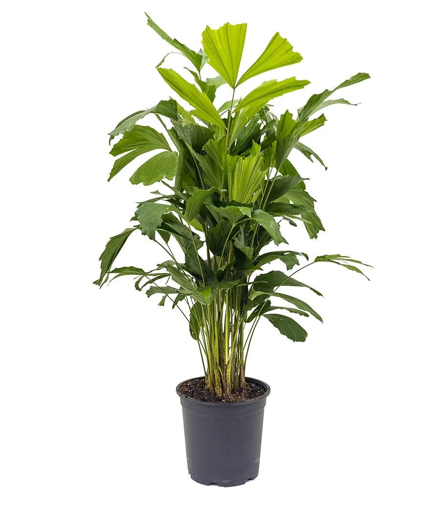 Fishtail Palm 300mm pot (Caryota mitis) PICK UP ONLY - Ladybird Nursery