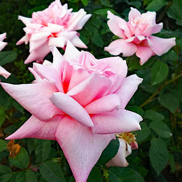 Rose First Love (Rosa) - Ladybird Nursery