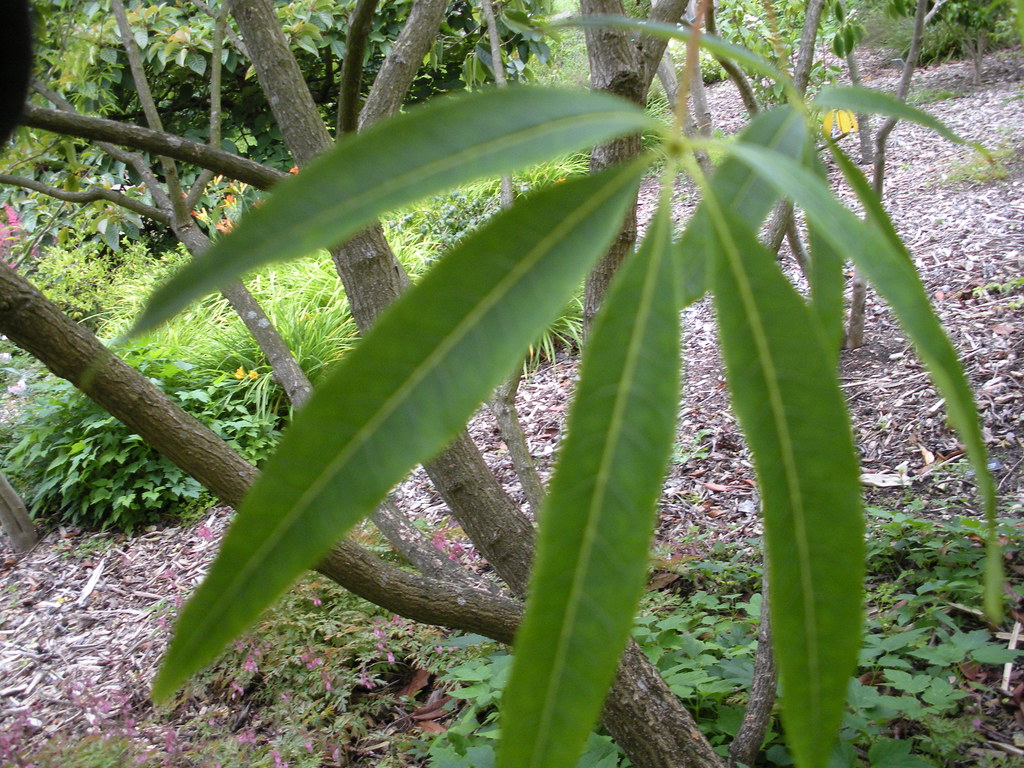 Five-lobed Maple Five Lobe (Acer pentaphyllum)