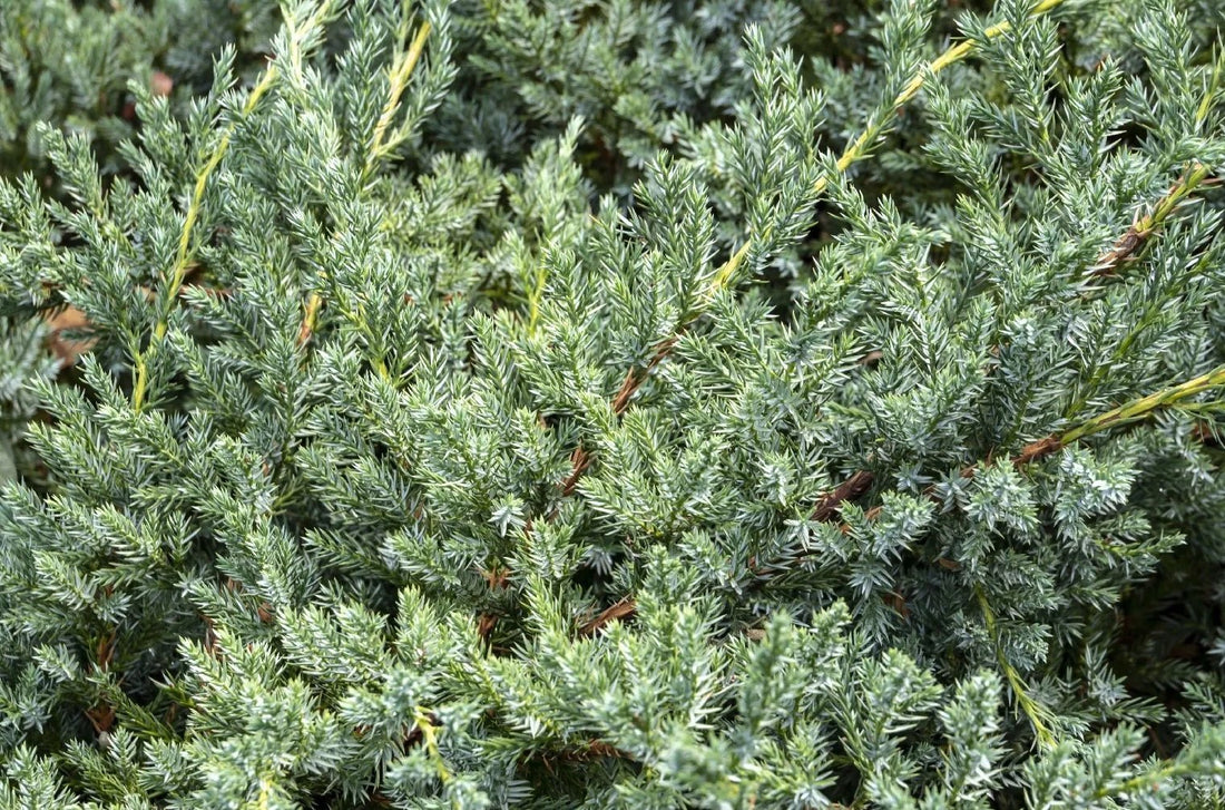 Flaky Juniper prostrata (Juniperus squamata) - Ladybird Nursery