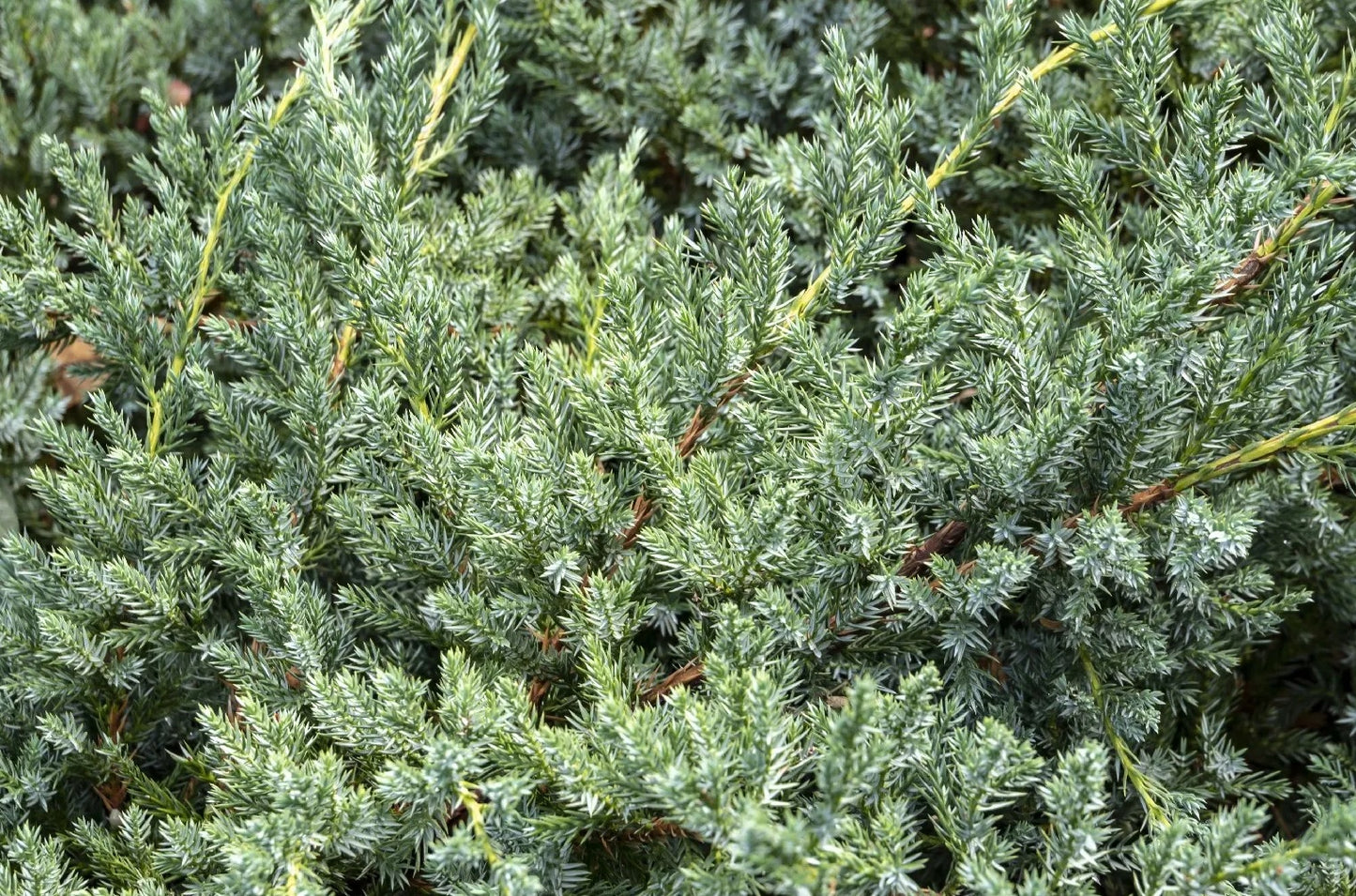 Flaky Juniper prostrata (Juniperus squamata)