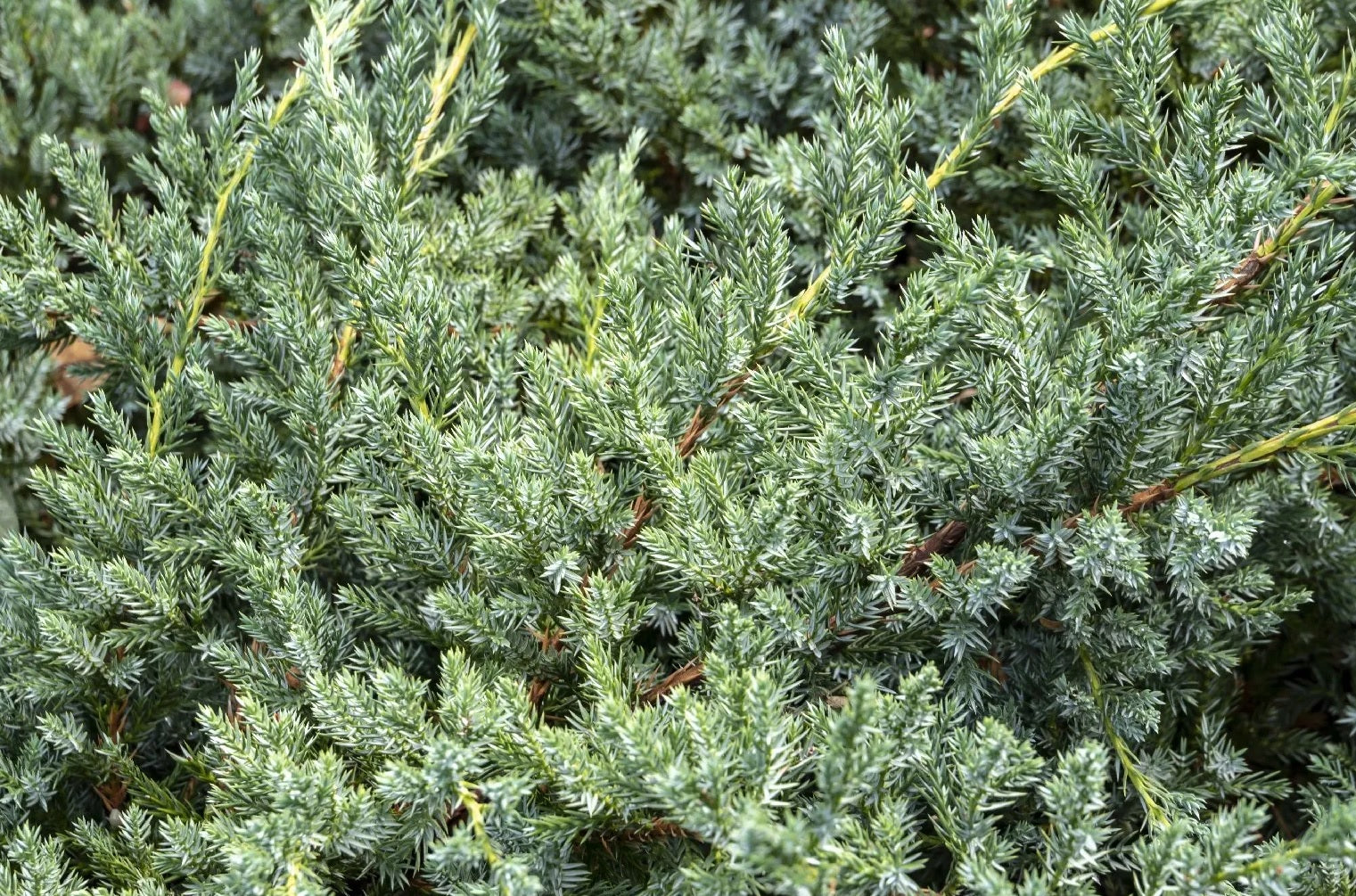 Flaky Juniper prostrata (Juniperus squamata)