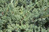 Flaky Juniper prostrata (Juniperus squamata)