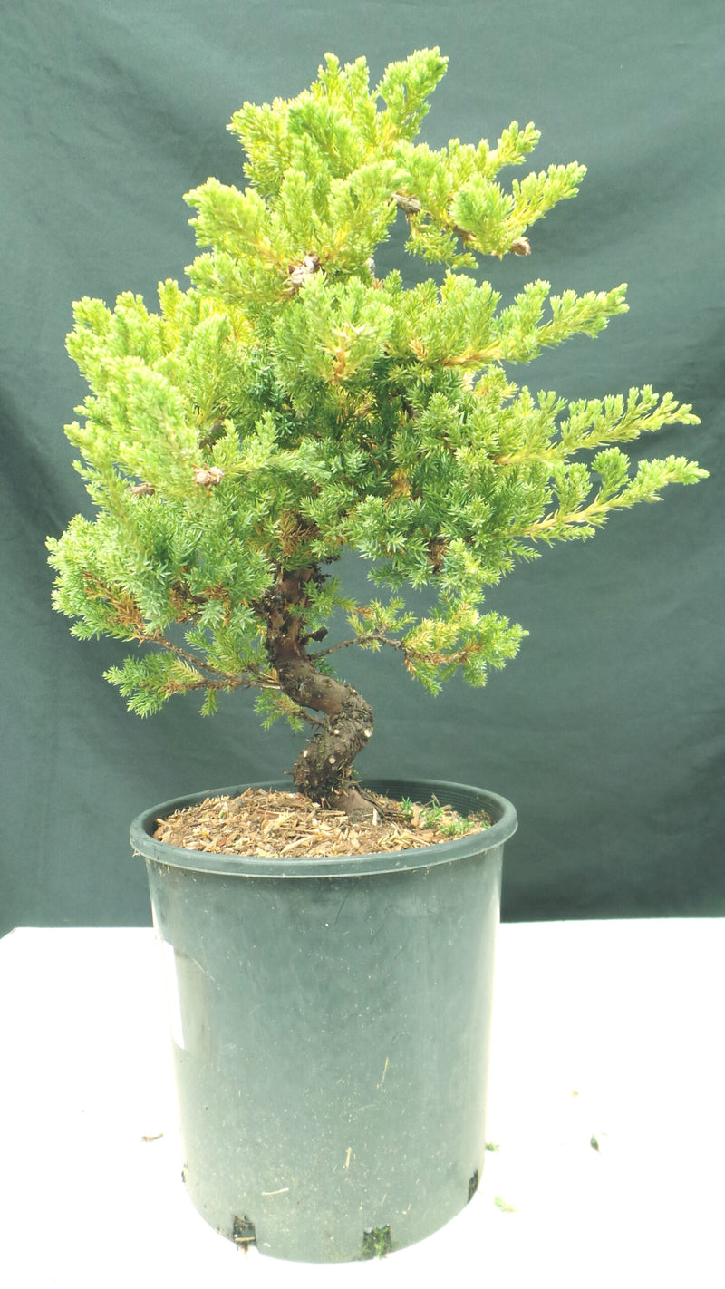 Flaky Juniper prostrata Bonsai (Juniperus squamata)