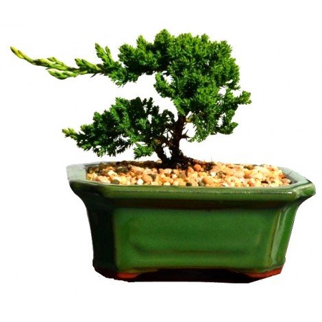 Flaky Juniper prostrata Bonsai starter (Juniperus squamata) - Ladybird Nursery