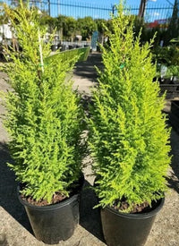 Flaky Juniper Prostrata SYN Pingii (Juniperus squamata)