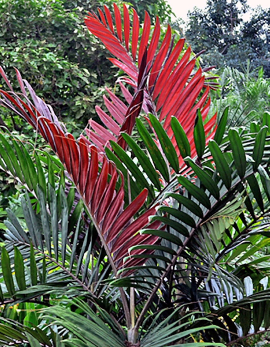 Flame Thrower Palm (Chambeyronia macrocarpa) - Ladybird Nursery