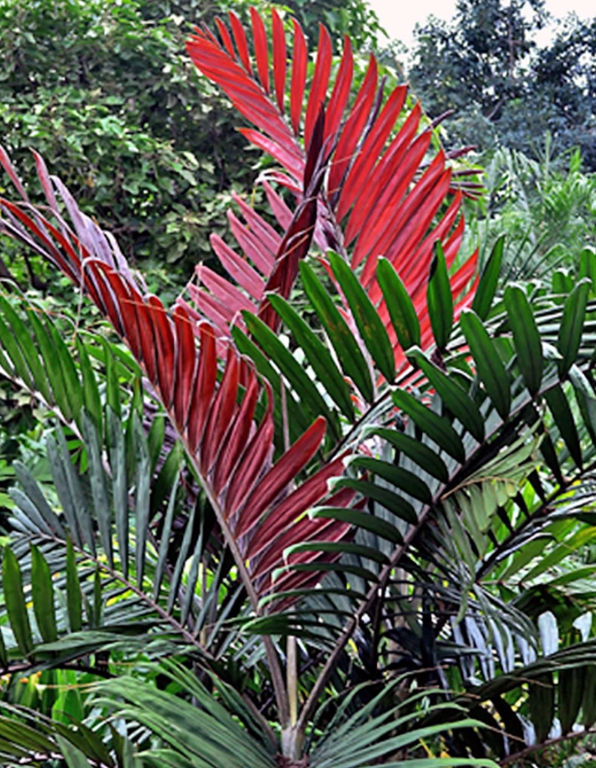 Flame Thrower Palm (Chambeyronia macrocarpa) - Ladybird Nursery