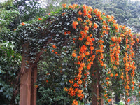 Flame Vine (Pyrostegia venusta)