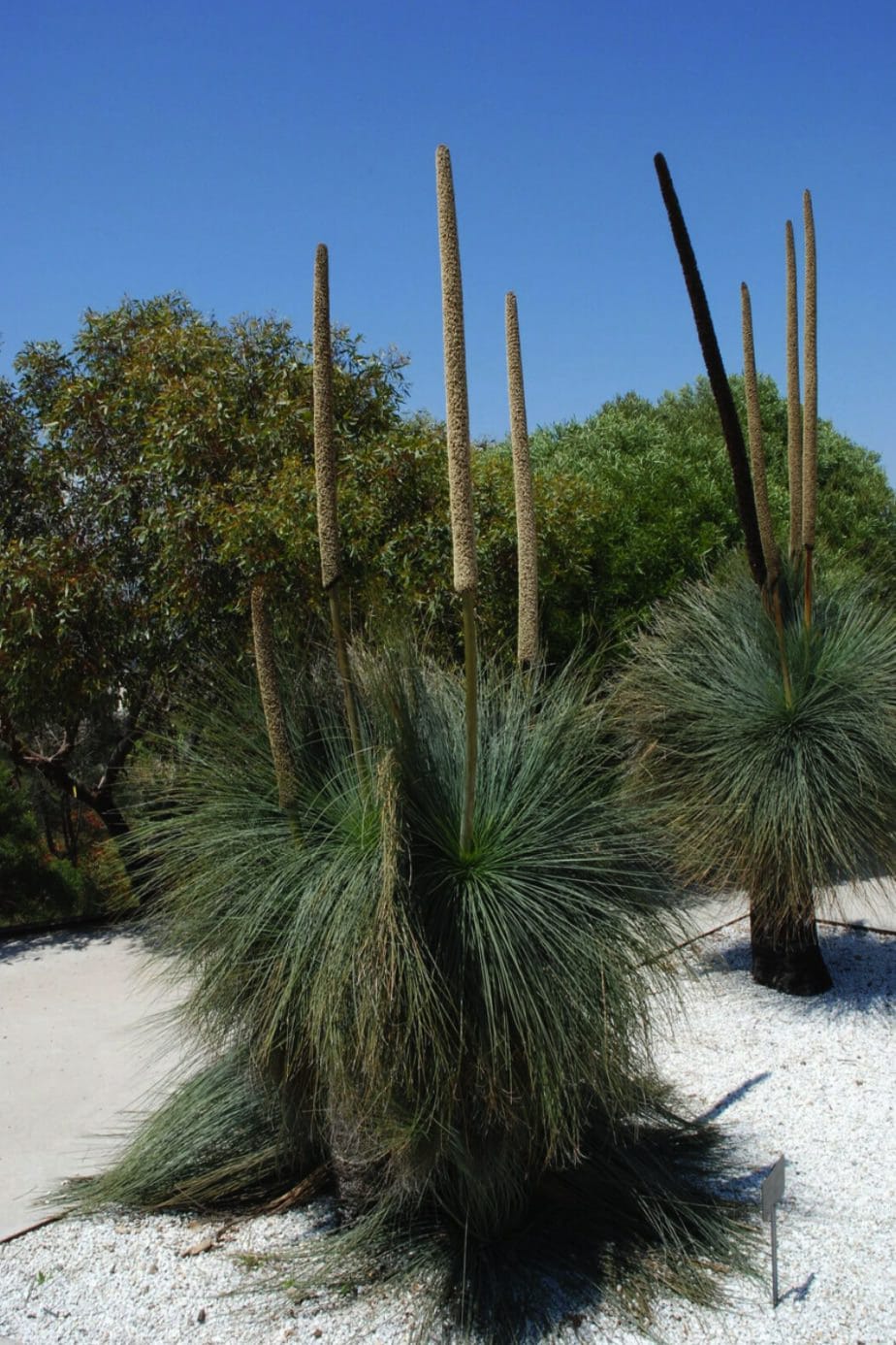Grass Tree - Large (Size H) PICK UP ONLY - Ladybird Nursery