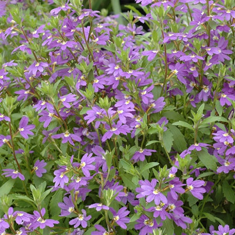 Fan Flower Aussie Salute Blue (Scaevola aemula)
