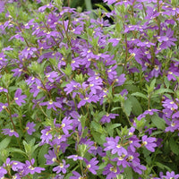 Fan Flower Aussie Salute Blue (Scaevola aemula)