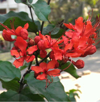 Flaming Glorybower Tripods (Clerodendrum splendens)