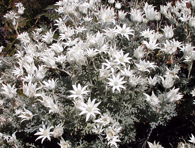 Flannel Flower (Actinotus helianthi) - Ladybird Nursery