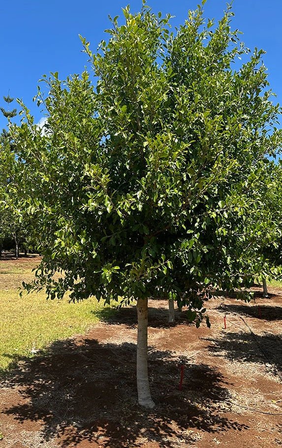Flash Fig (Ficus microcarpa) - Ladybird Nursery