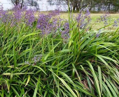 Flax Lily (Dianella brevipedunculata) - Ladybird Nursery