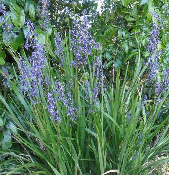Flax Lily (Dianella caerulea) - Ladybird Nursery